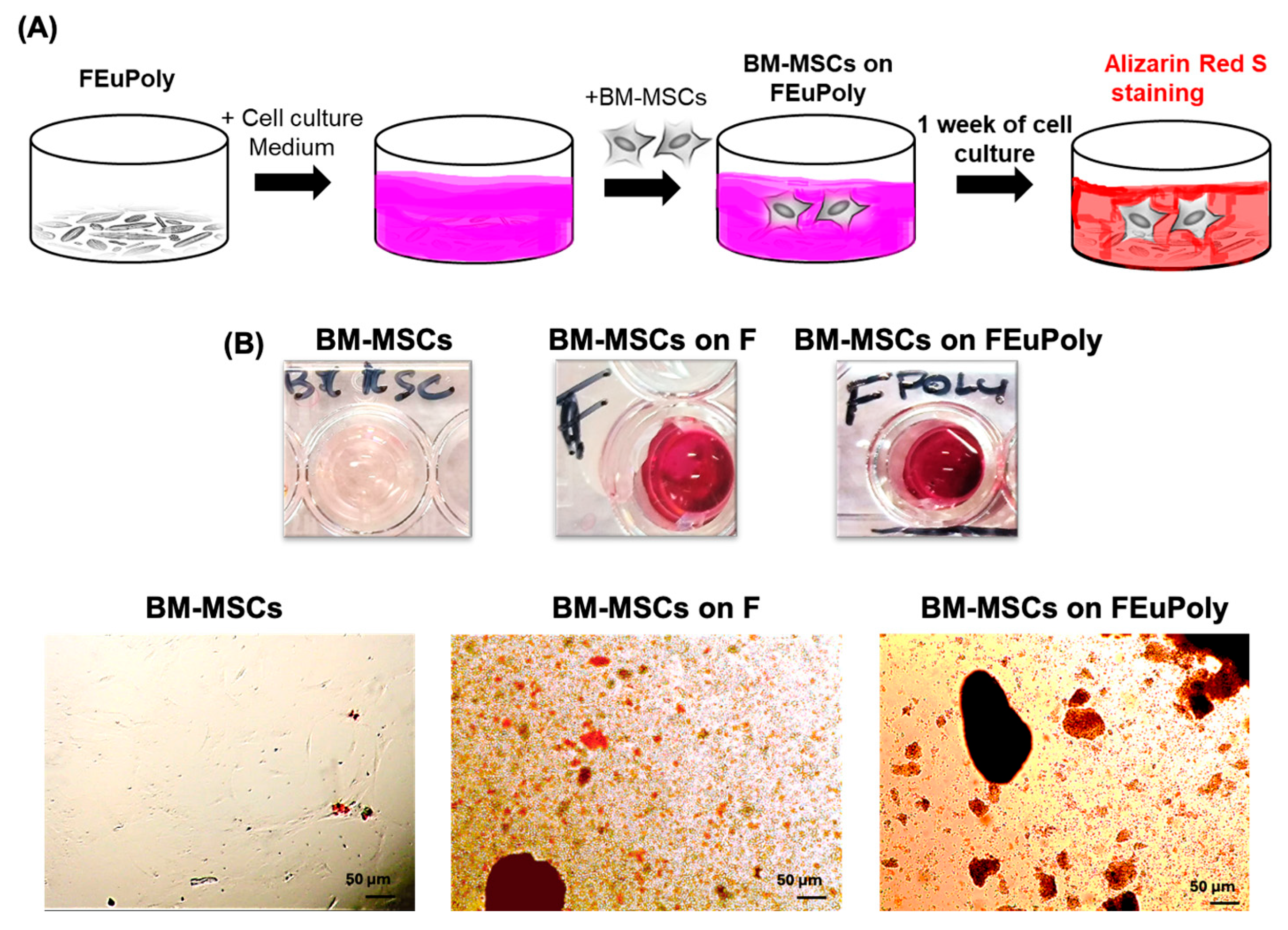 Marinedrugs 23 00453 g006 Marinedrugs 23 00453 g006