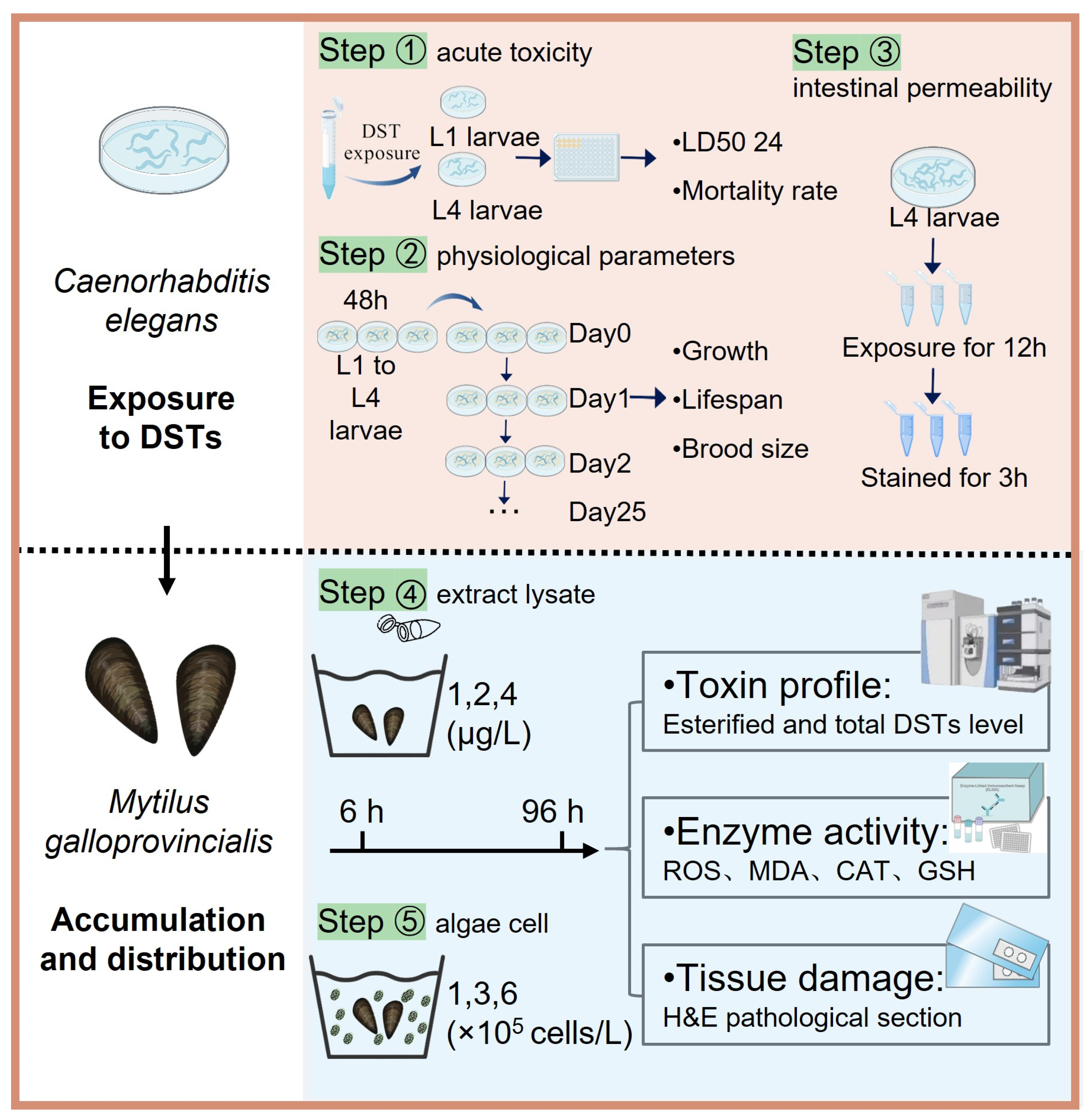 Marinedrugs 23 00459 g005
