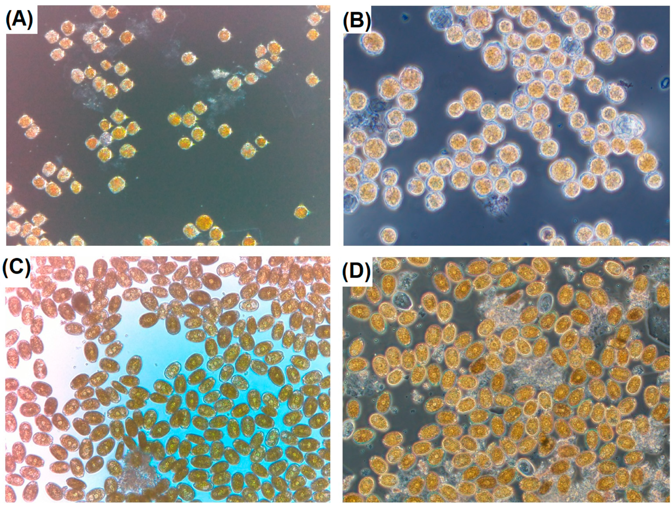 Marinedrugs 23 00478 g004