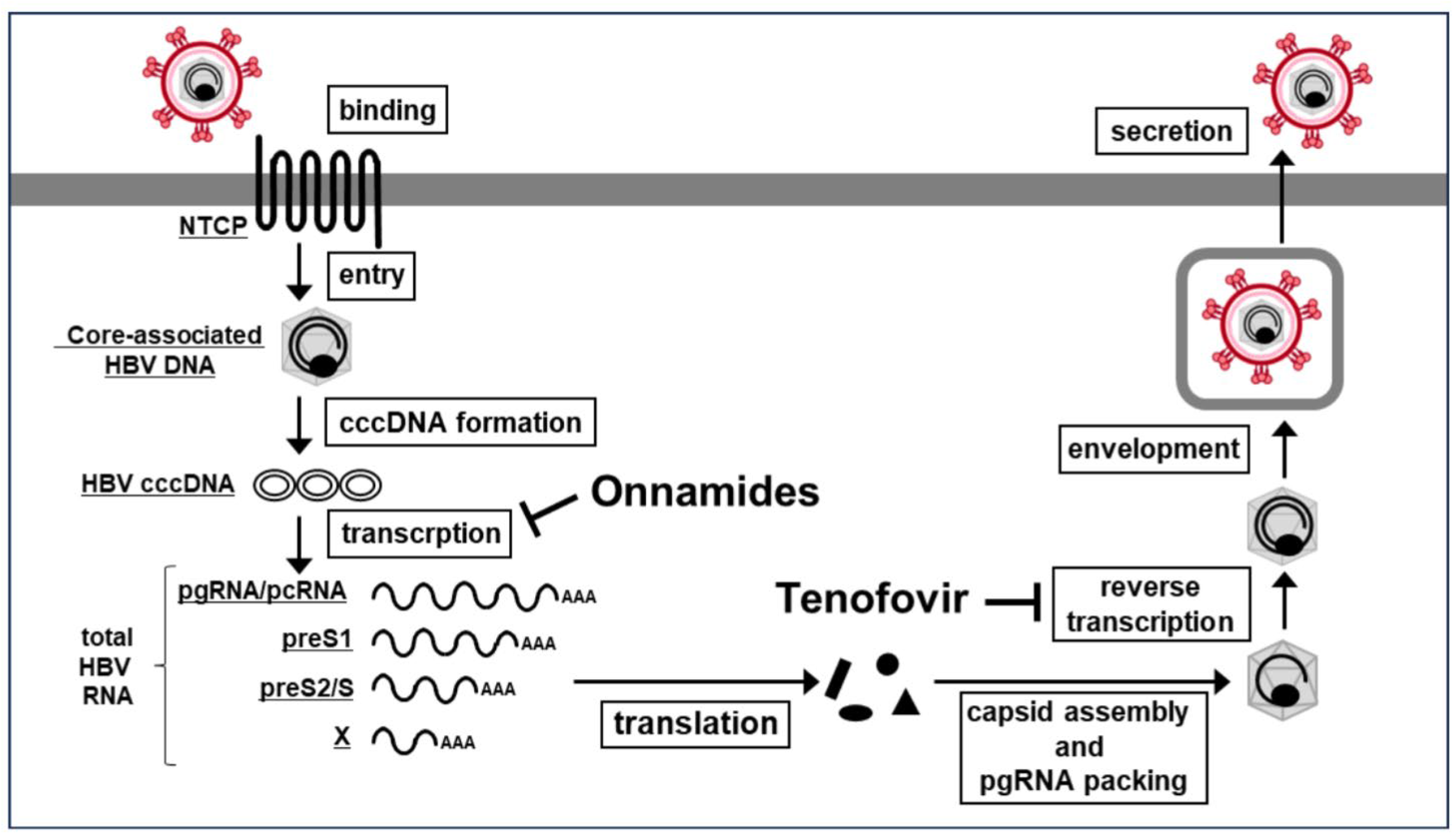Marinedrugs 24 00021 g005 Marinedrugs 24 00021 g005