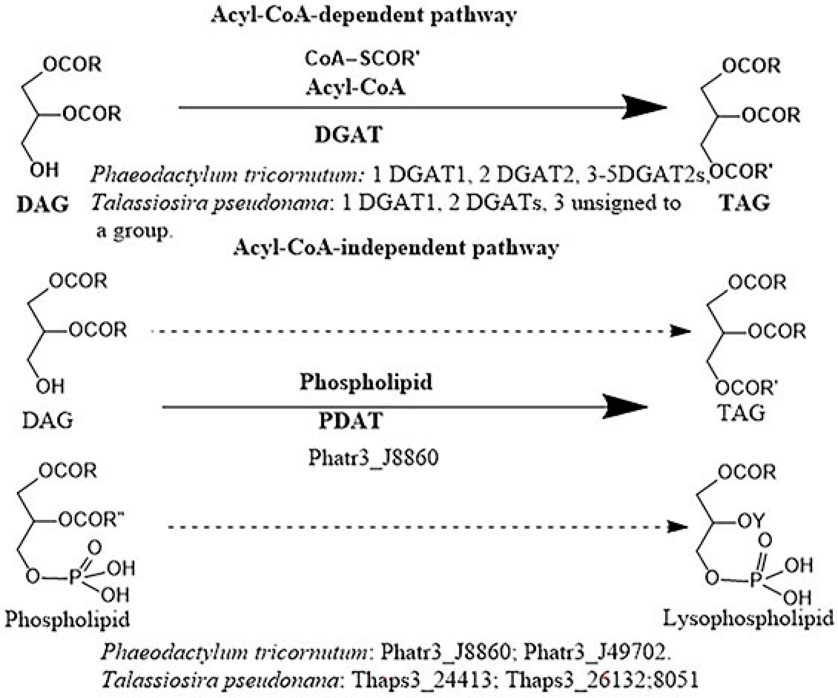 Marinedrugs 24 00023 sch004 Marinedrugs 24 00023 sch004