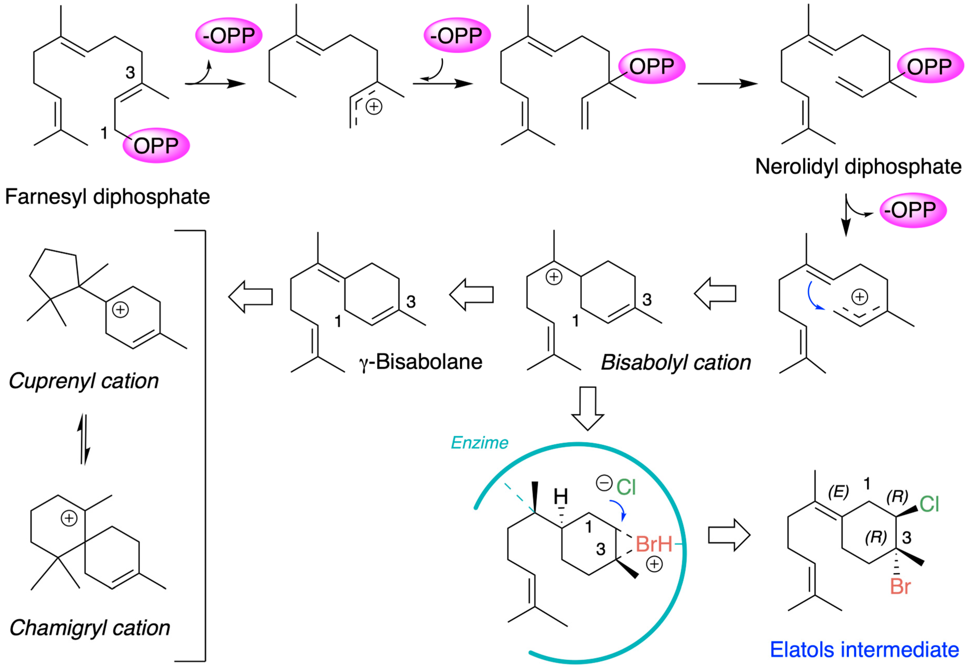Marinedrugs 24 00061 g003