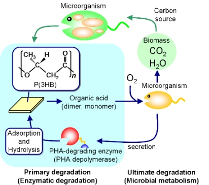 Engineered Biosynthesis of Fungal 4-Quinolone Natural Products