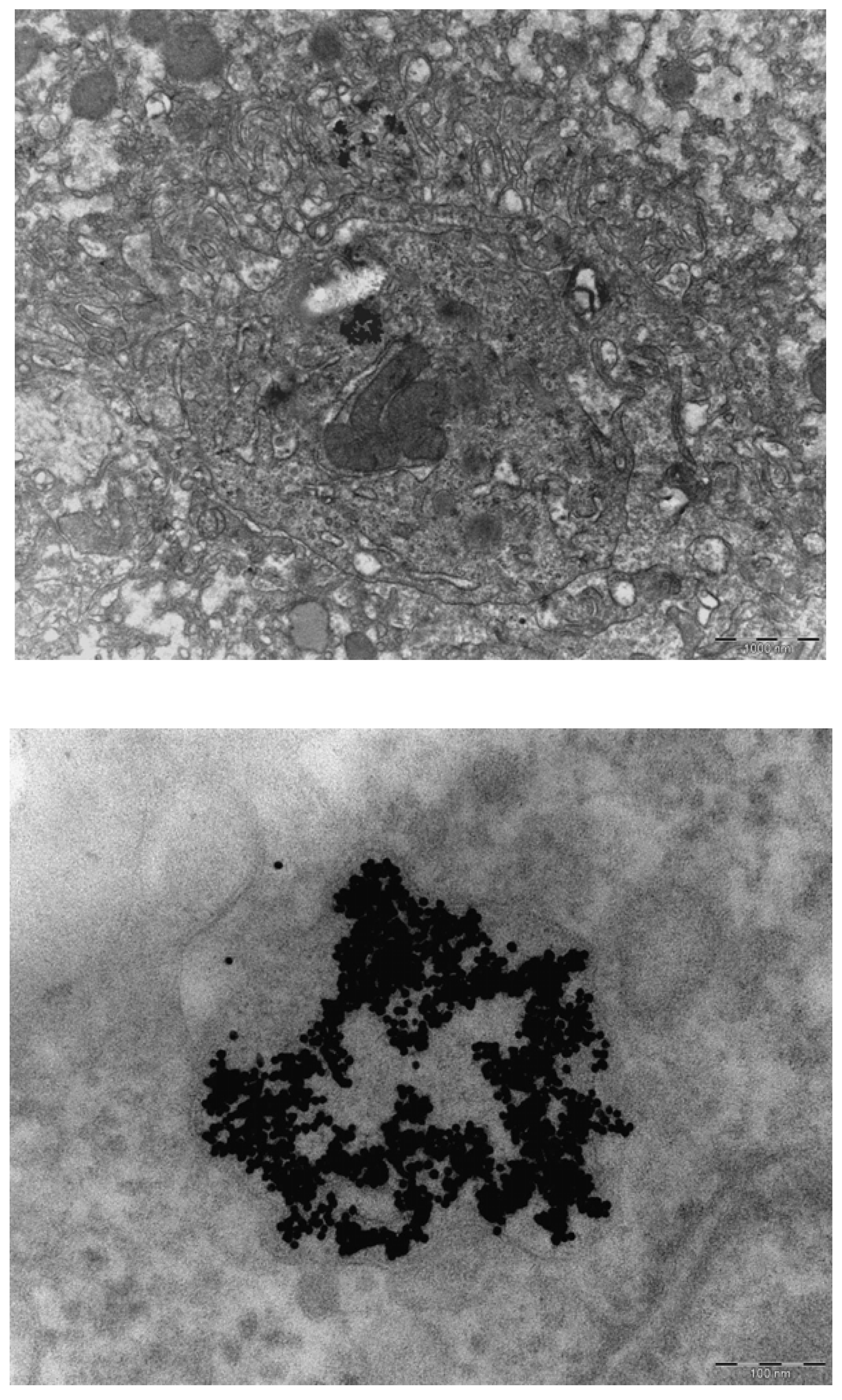 Materials 03 04681 g006 1024