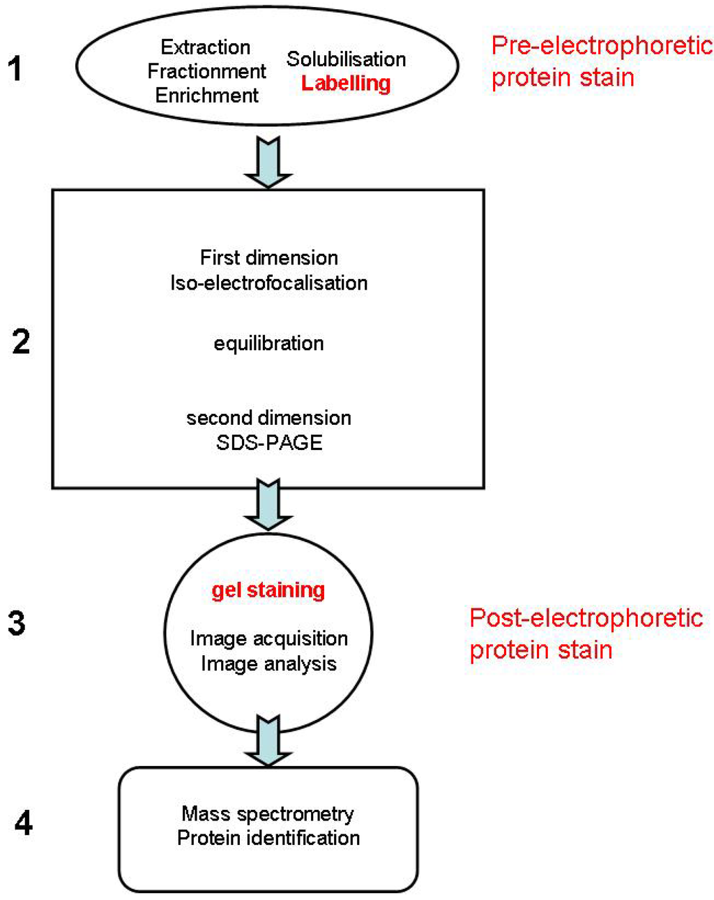 Materials Free FullText Standard Dyes for Total Protein Staining in GelBased Proteomic