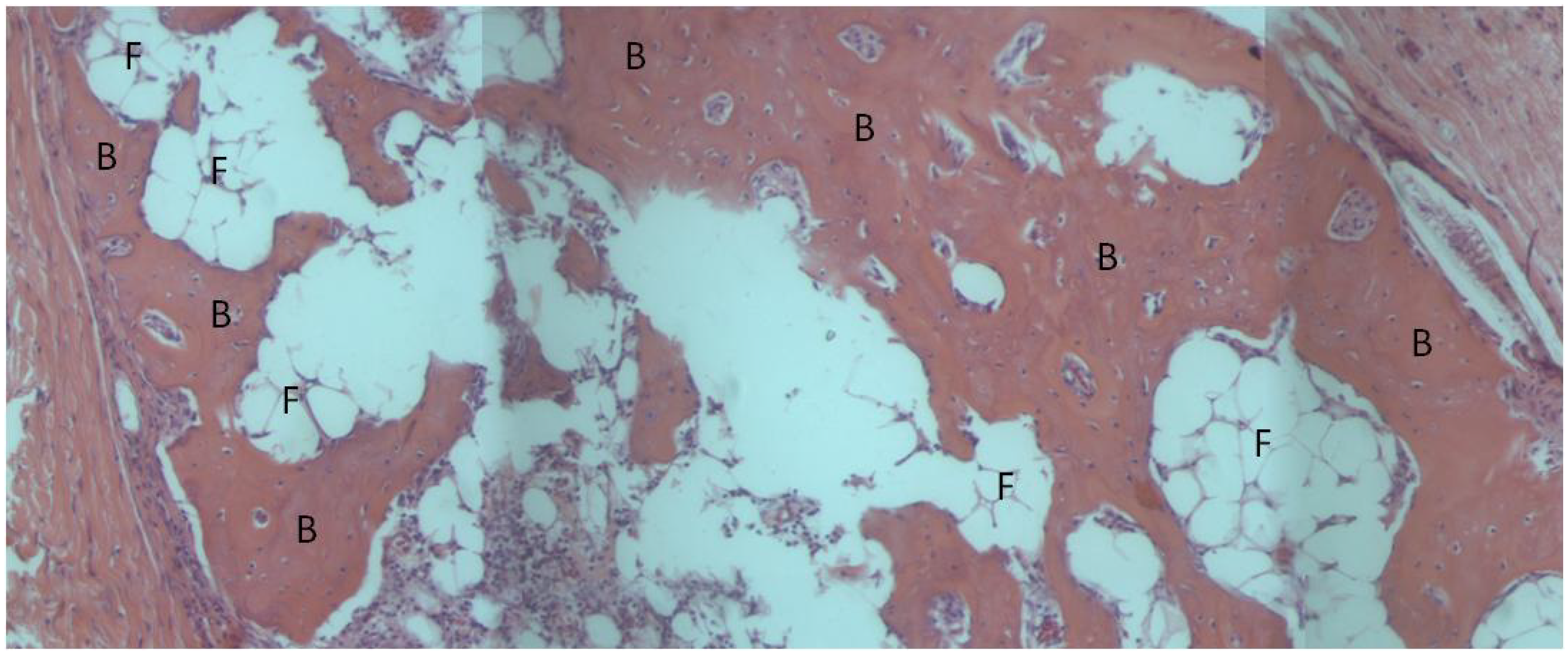 Materials 04 01360 g006 1024