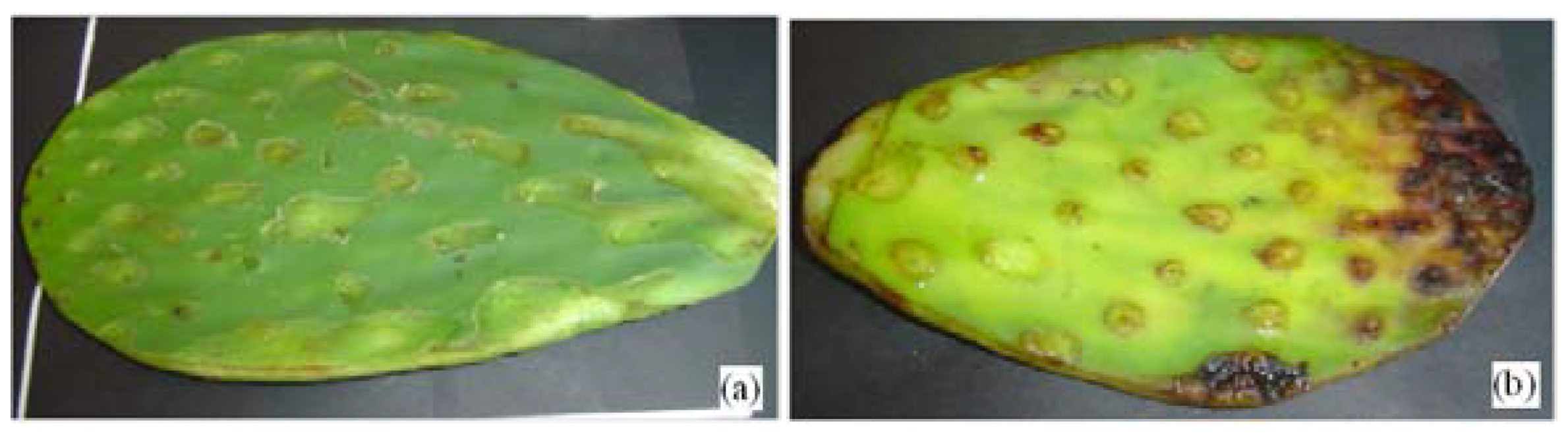 Materials Free Full Text Nopal Cactus Opuntia Ficus Indica As A Holographic Material Html