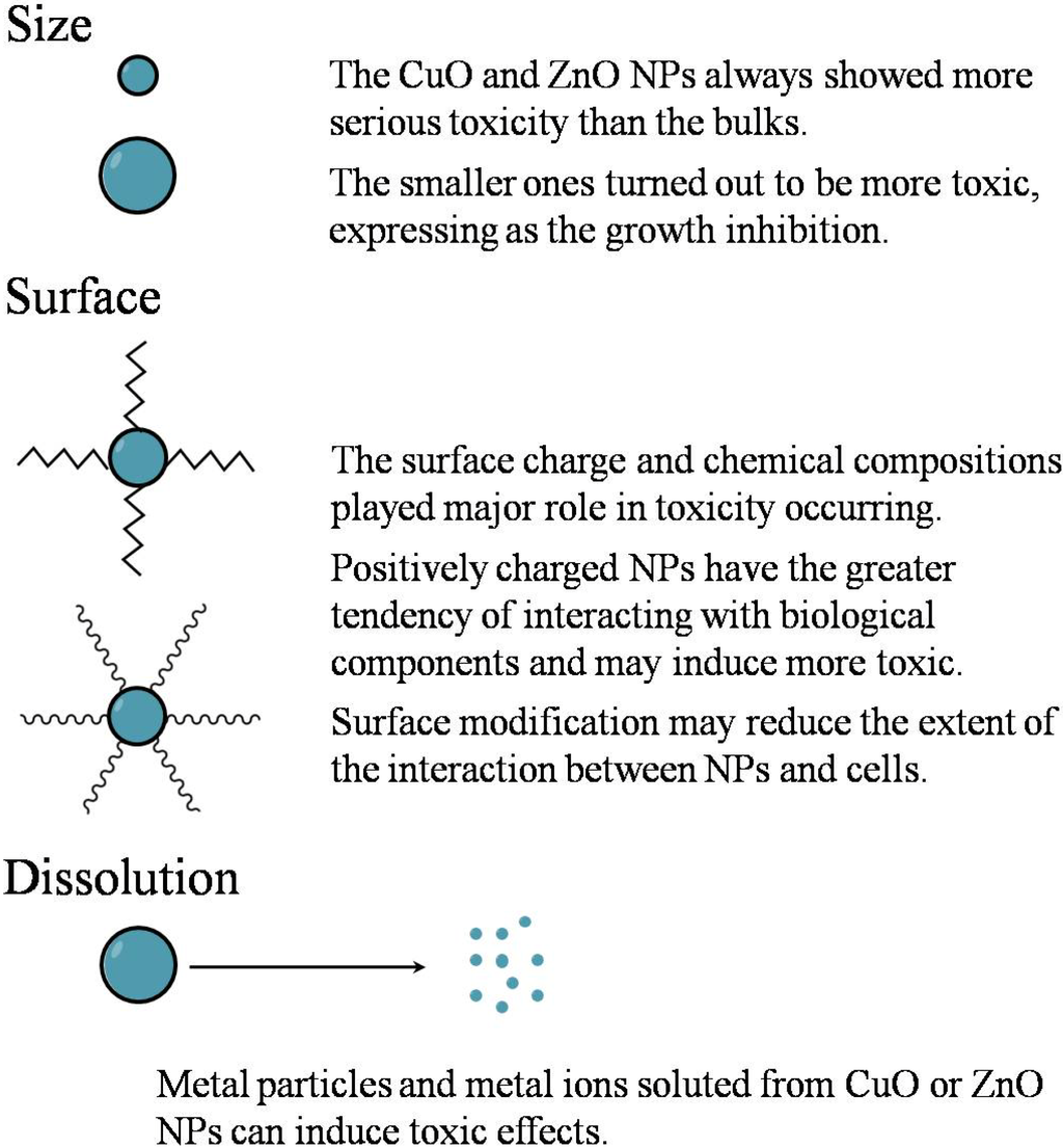 The Toxic Effects and Mechanisms of CuO and ZnO Nanoparticles