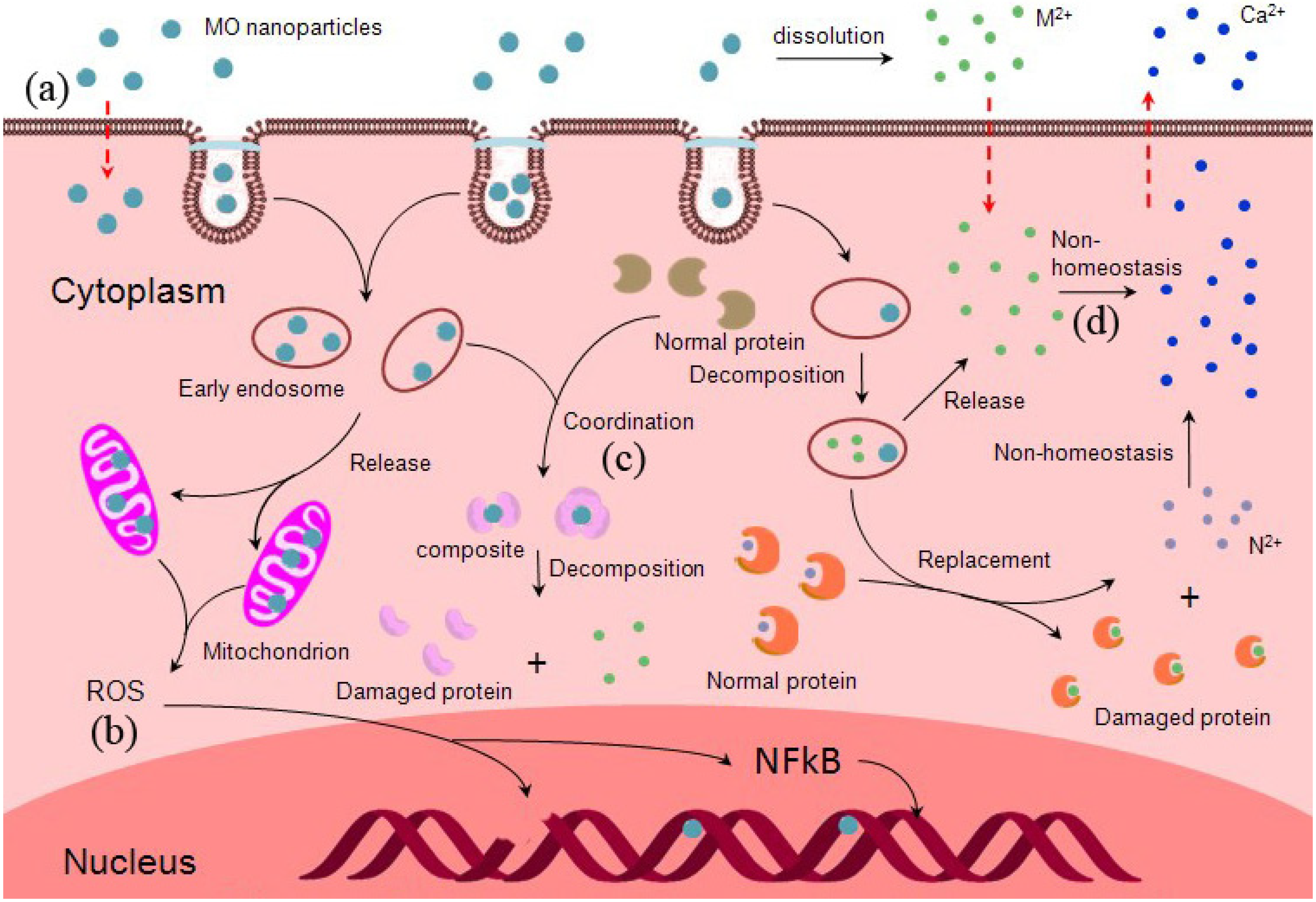The Toxic Effects and Mechanisms of CuO and ZnO Nanoparticles