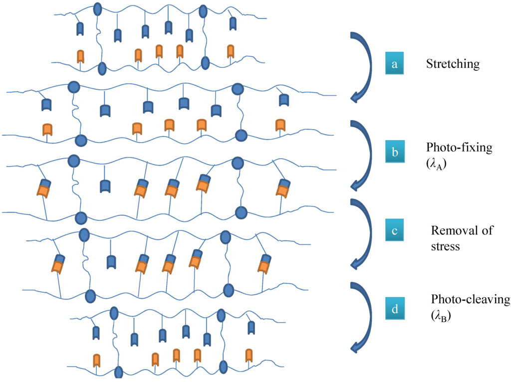 Photo-Responsive Shape-Memory and Shape-Changing Liquid-Crystal Polymer Networks