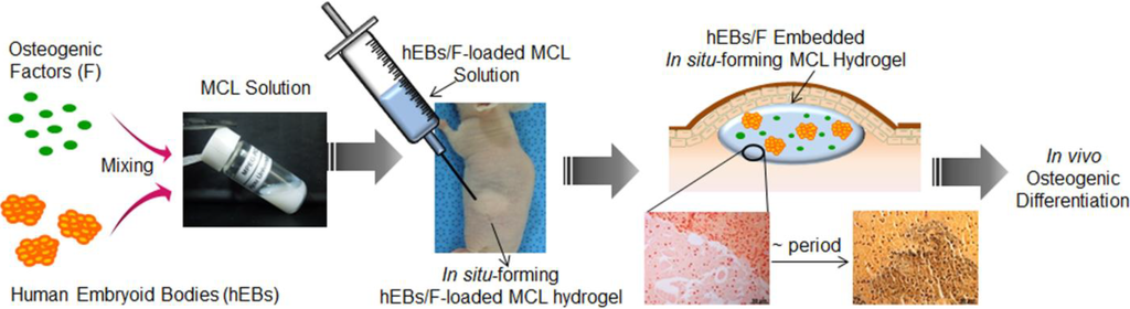 In Vivo Osteogenic Differentiation of Human Embryoid Bodies in an Injectabl...
