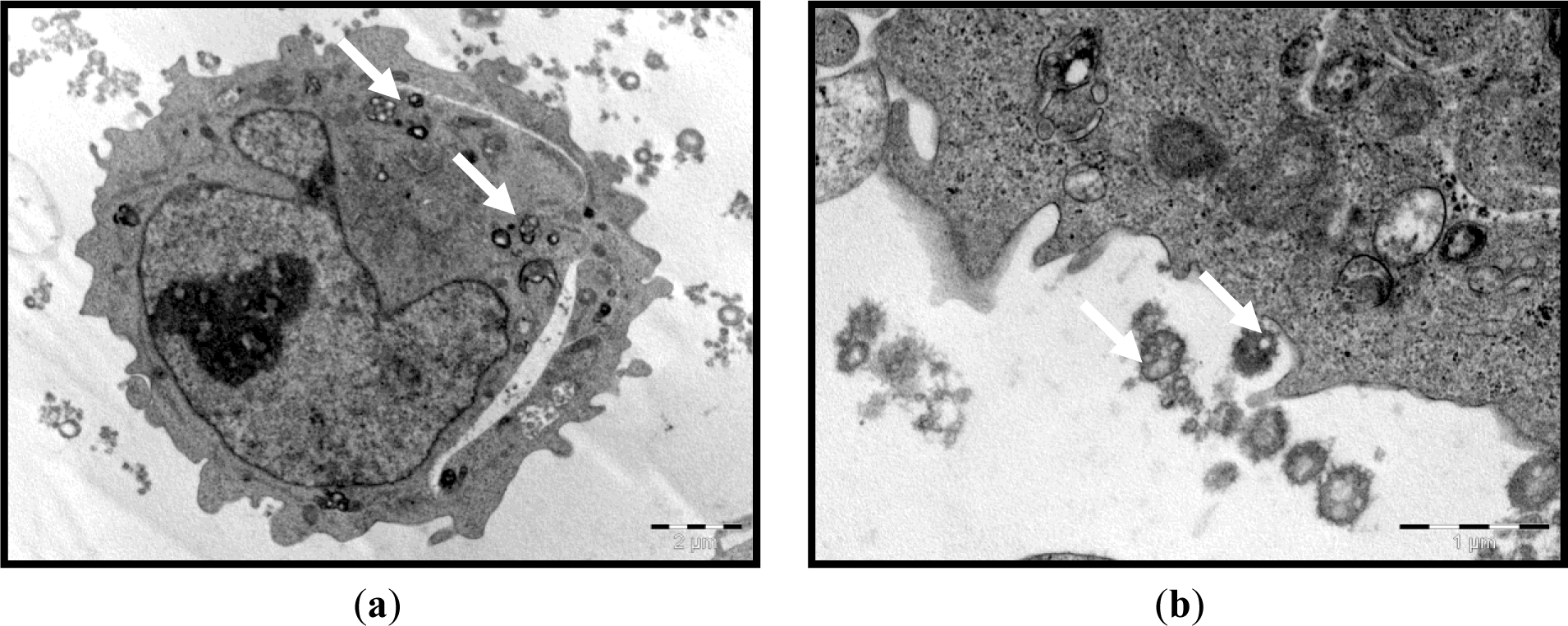 Materials 07 01555f2 1024