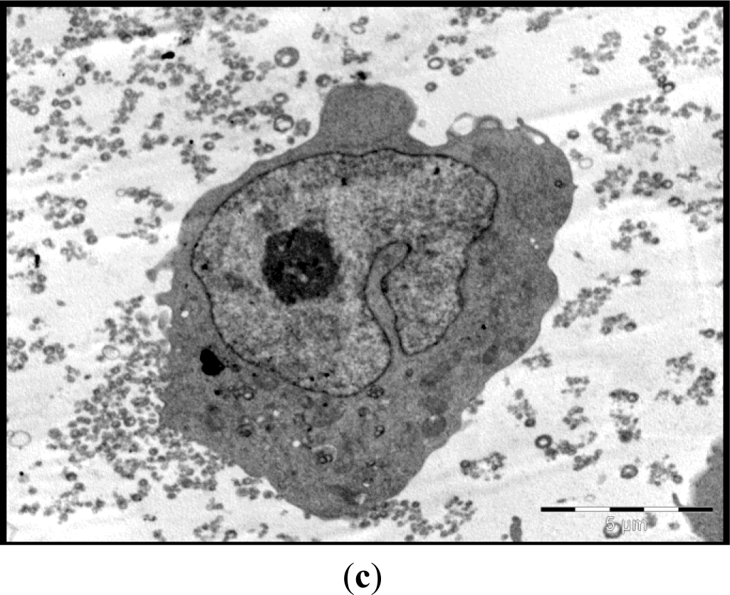 Materials 07 01555f2a 1024