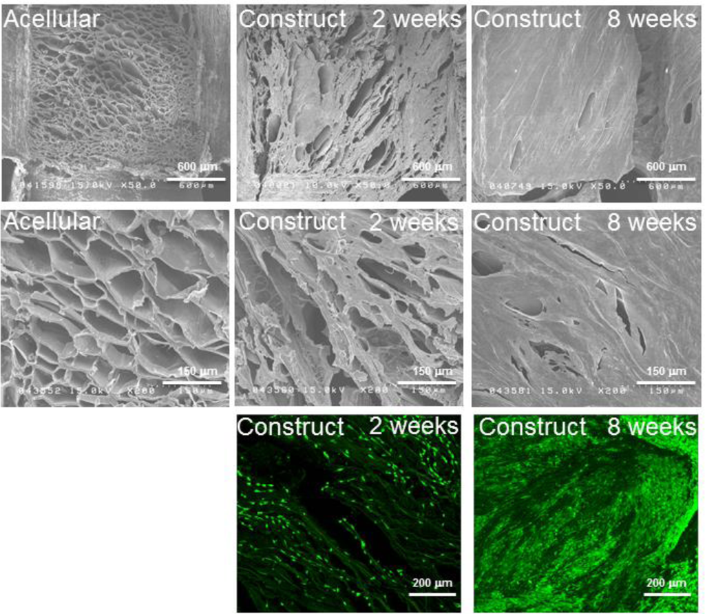 Materials 07 02104f4 1024