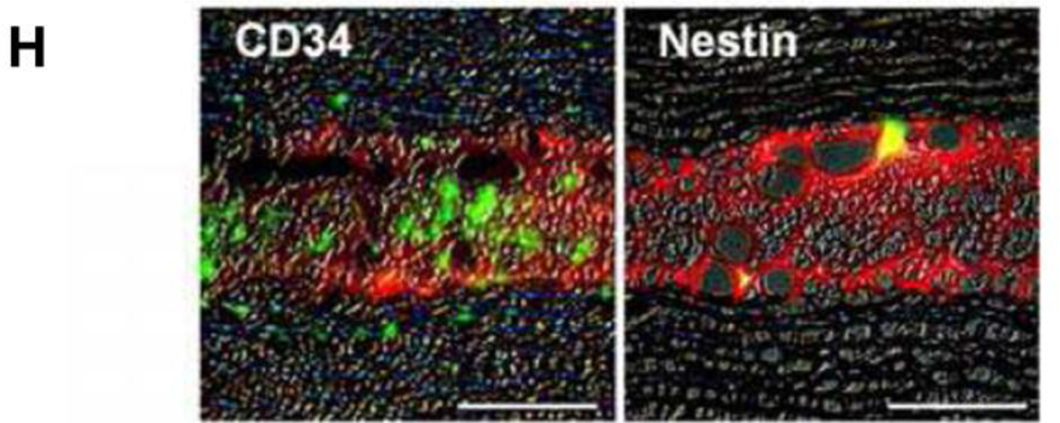 Materials 07 03106f2a 1024