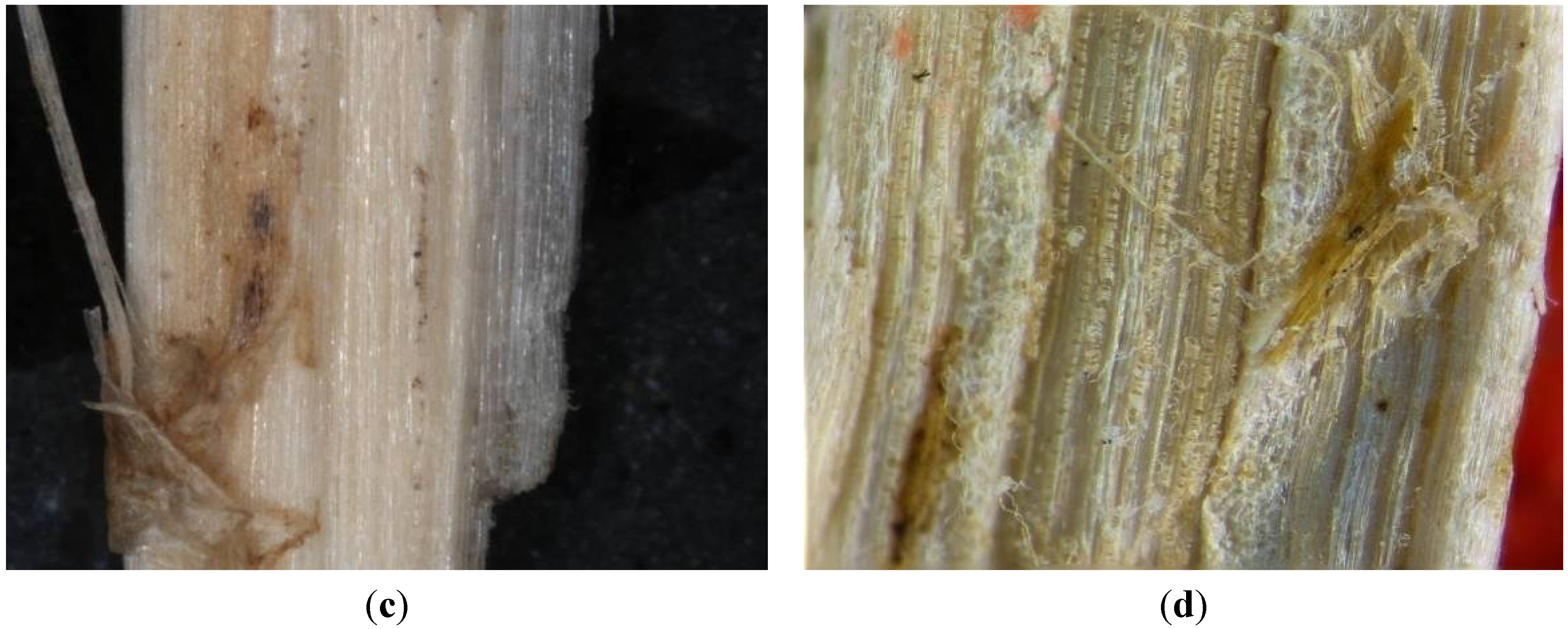 Materials 07 08131 g004b 1024