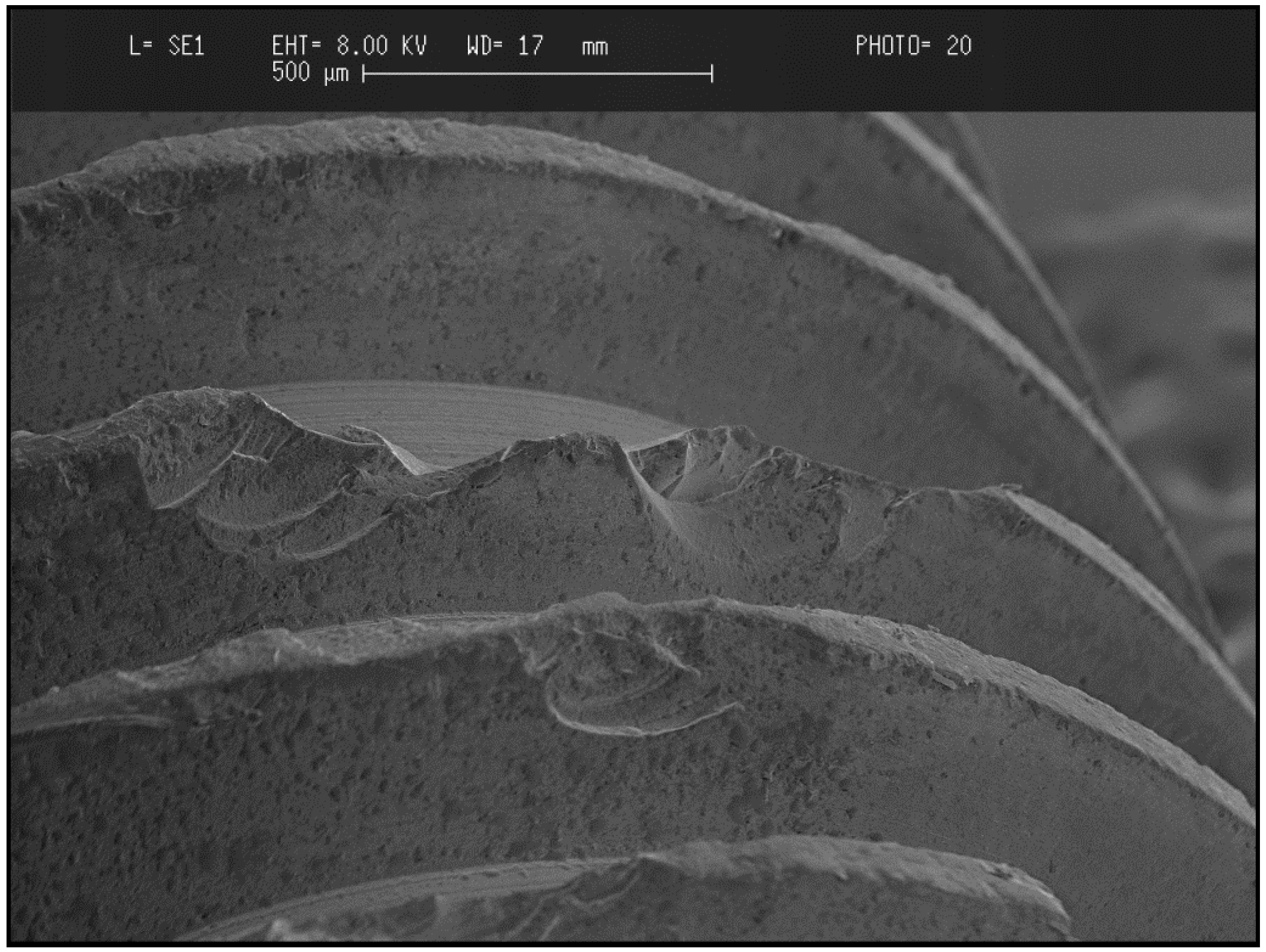Materials 08 00932 g004