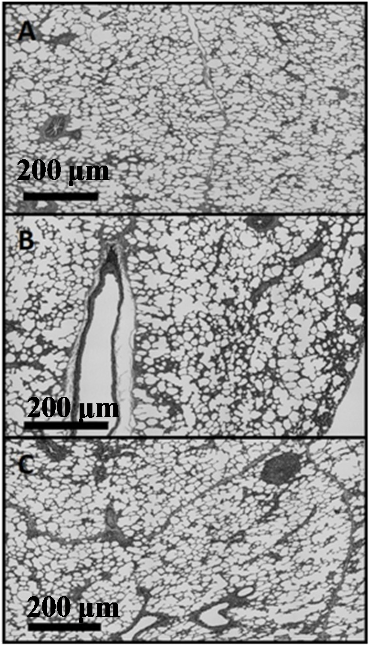 Materials 08 02454 g006