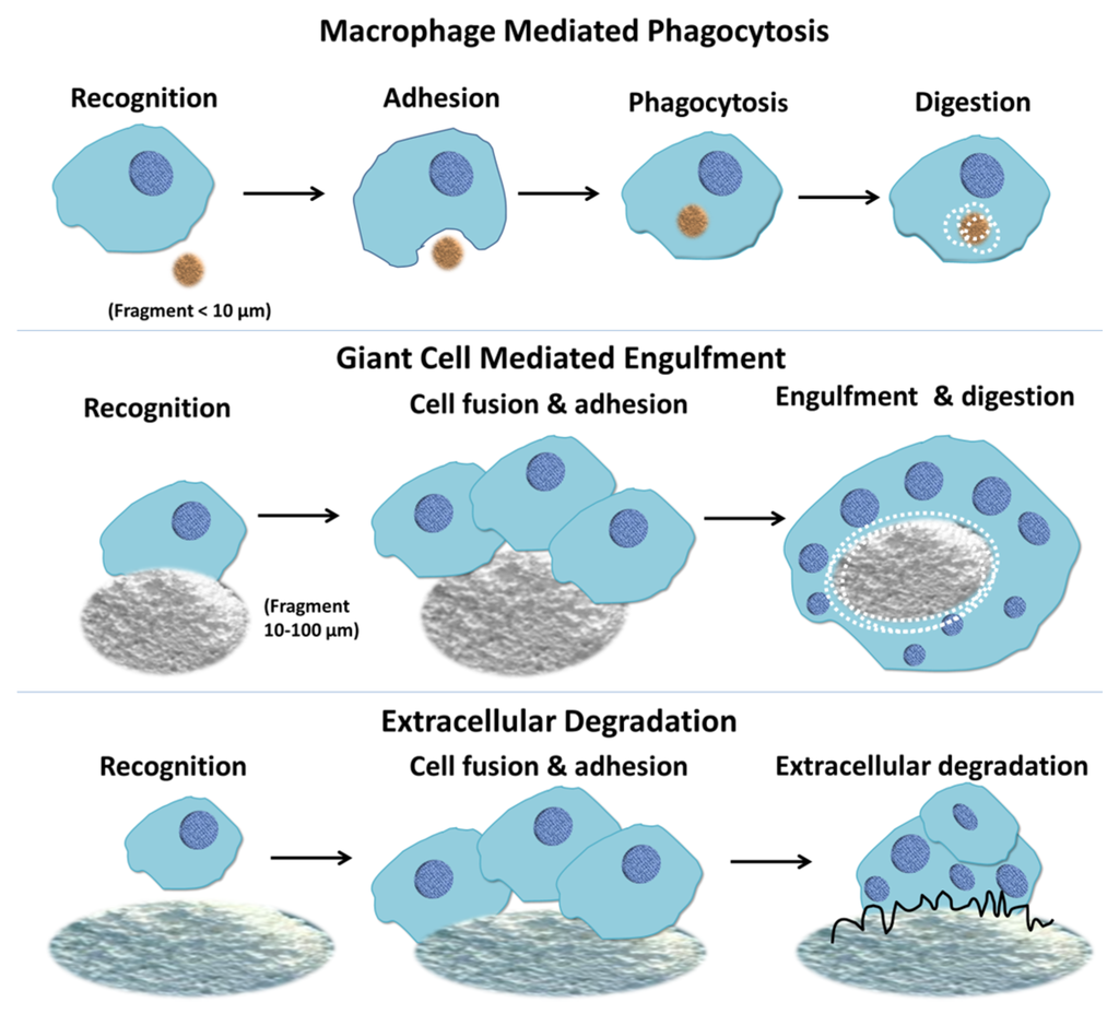 Materials | Free Full-Text | Mechanisms of in Vivo Degradation and ...