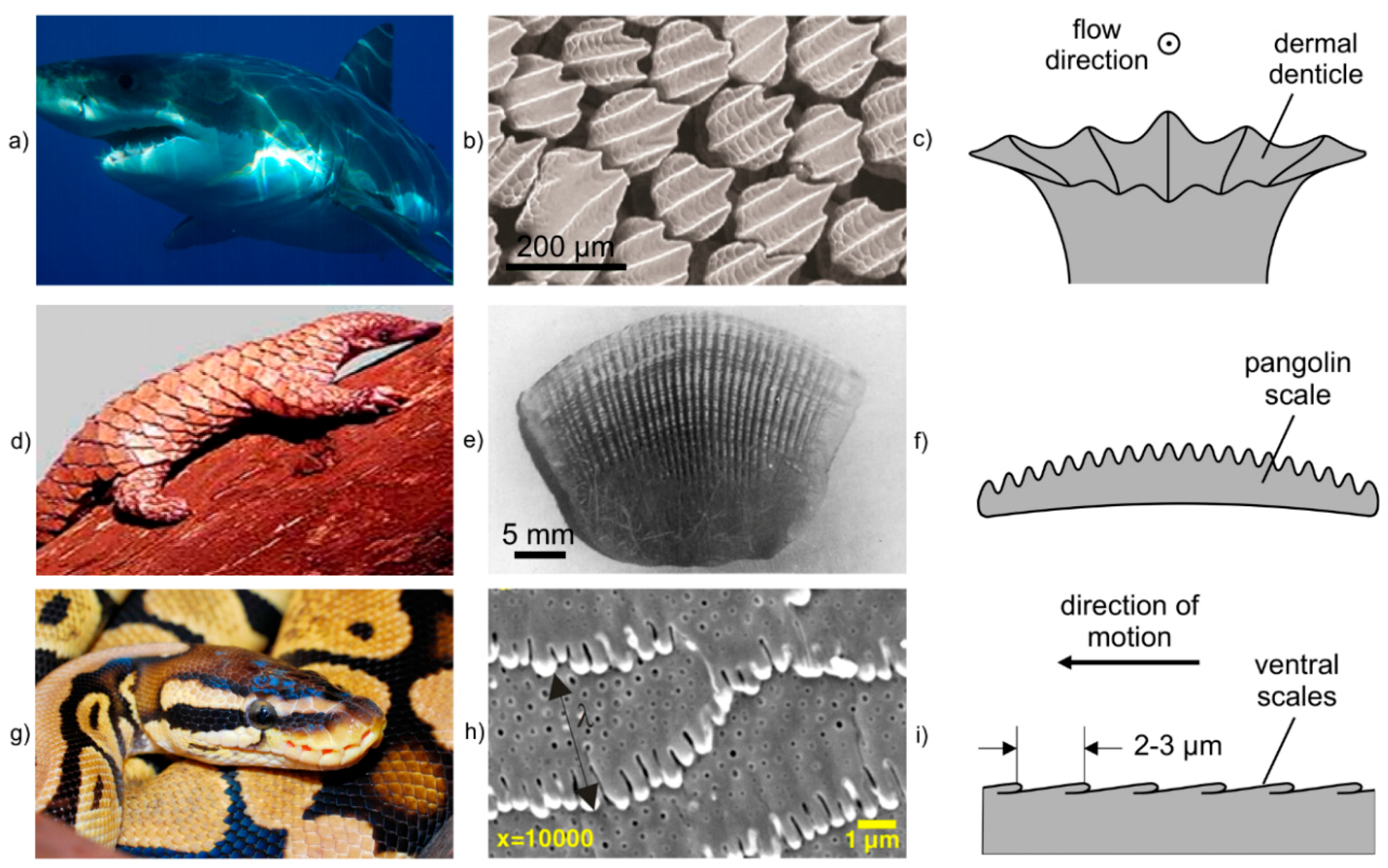 Materials | Free Full-Text | Bio-Inspired Functional Surfaces Based on Laser-Induced ...