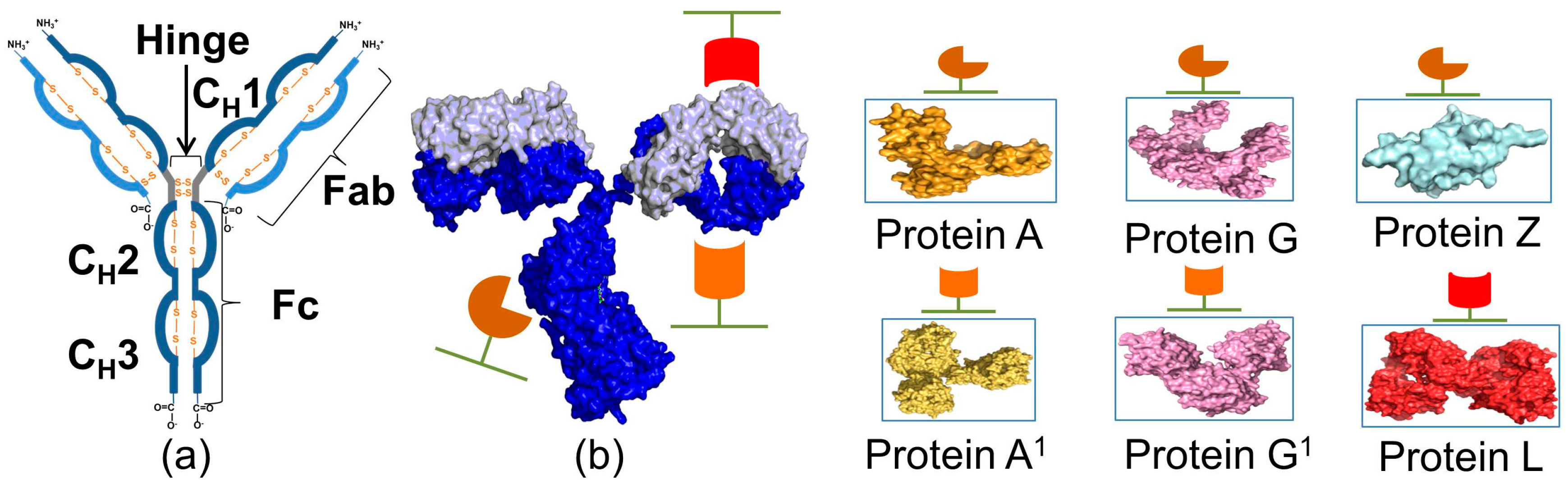 IgG binding assays using a purified IgG and b human serum. F, feed