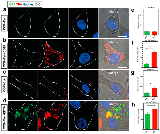 その他 Theopen Lighting the Way to See Inside Two-Photon Absorption