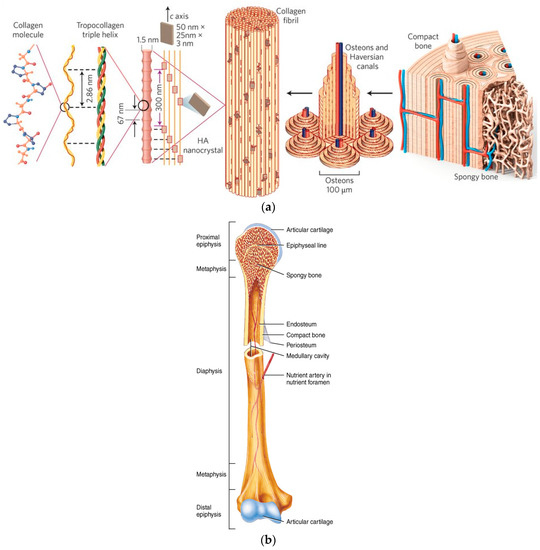 Materials Free Full Text Calcium Phosphate Bioceramics A