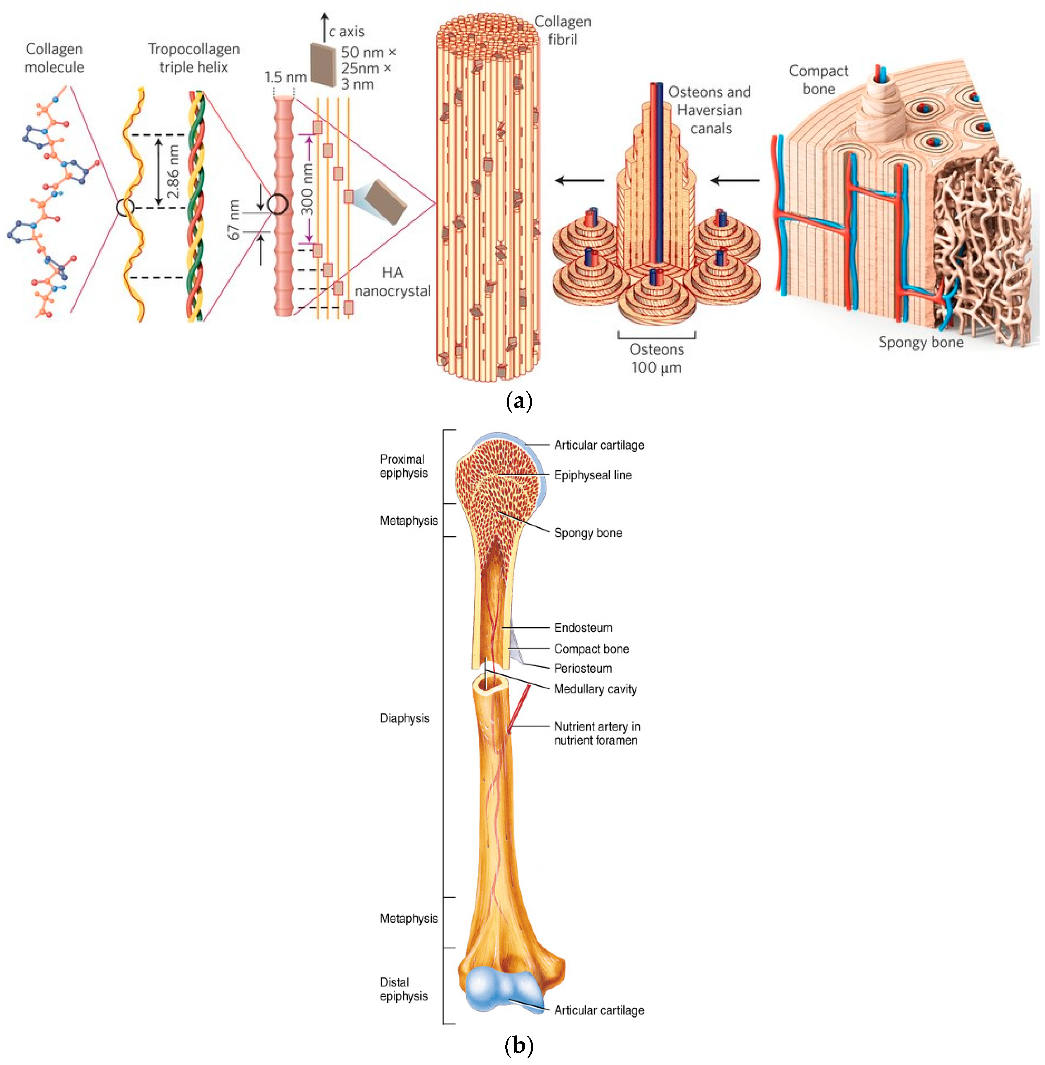 Bauna Apf Xxx - Materials | Free Full-Text | Calcium Phosphate Bioceramics: A ...