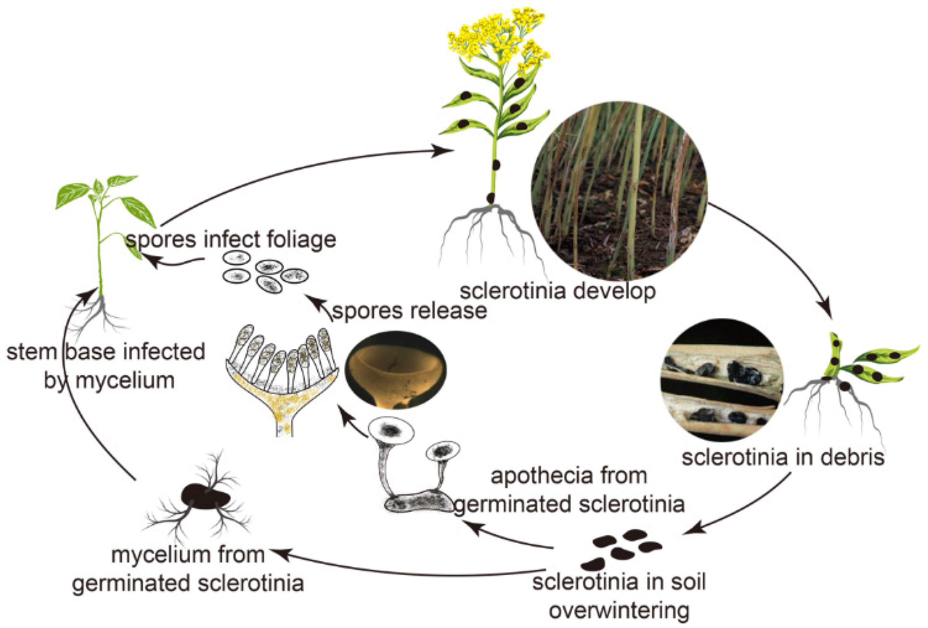 Materials 10 00343 g001
