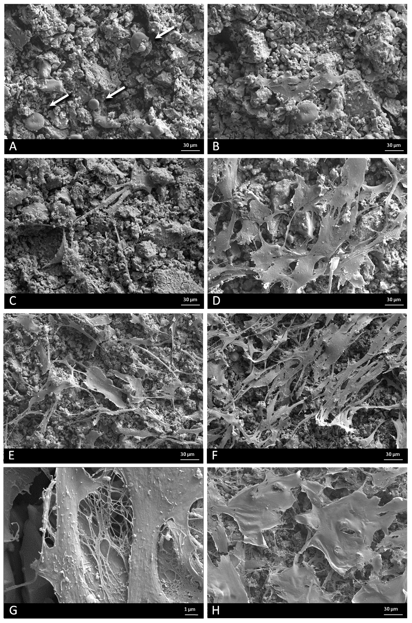 Materials 10 00347 g002 550