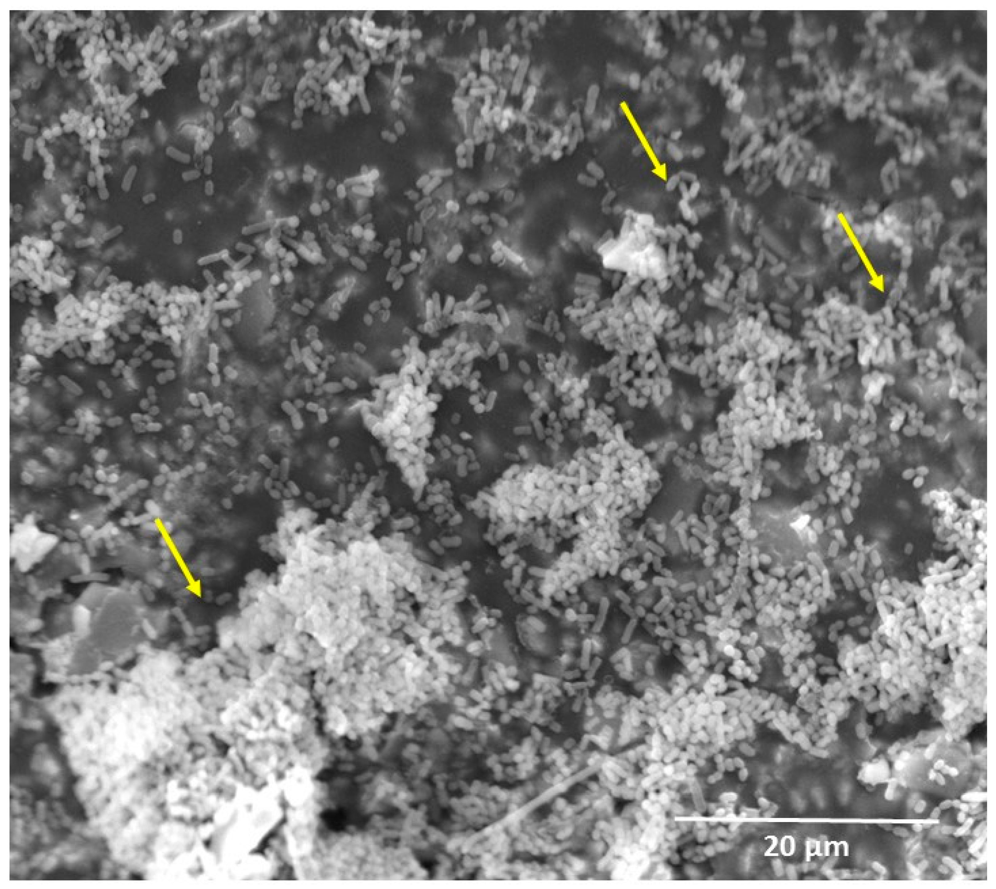 Materials 10 00507 g002