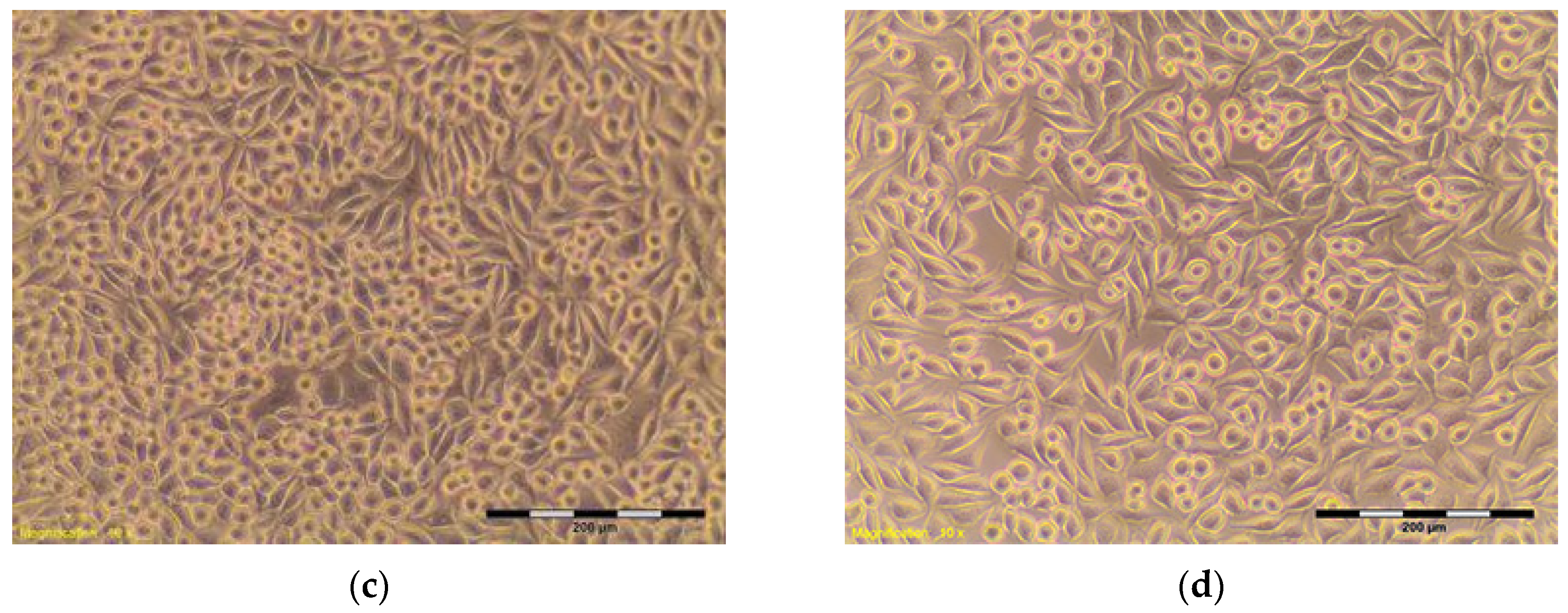 Materials 10 00590 g007b 550