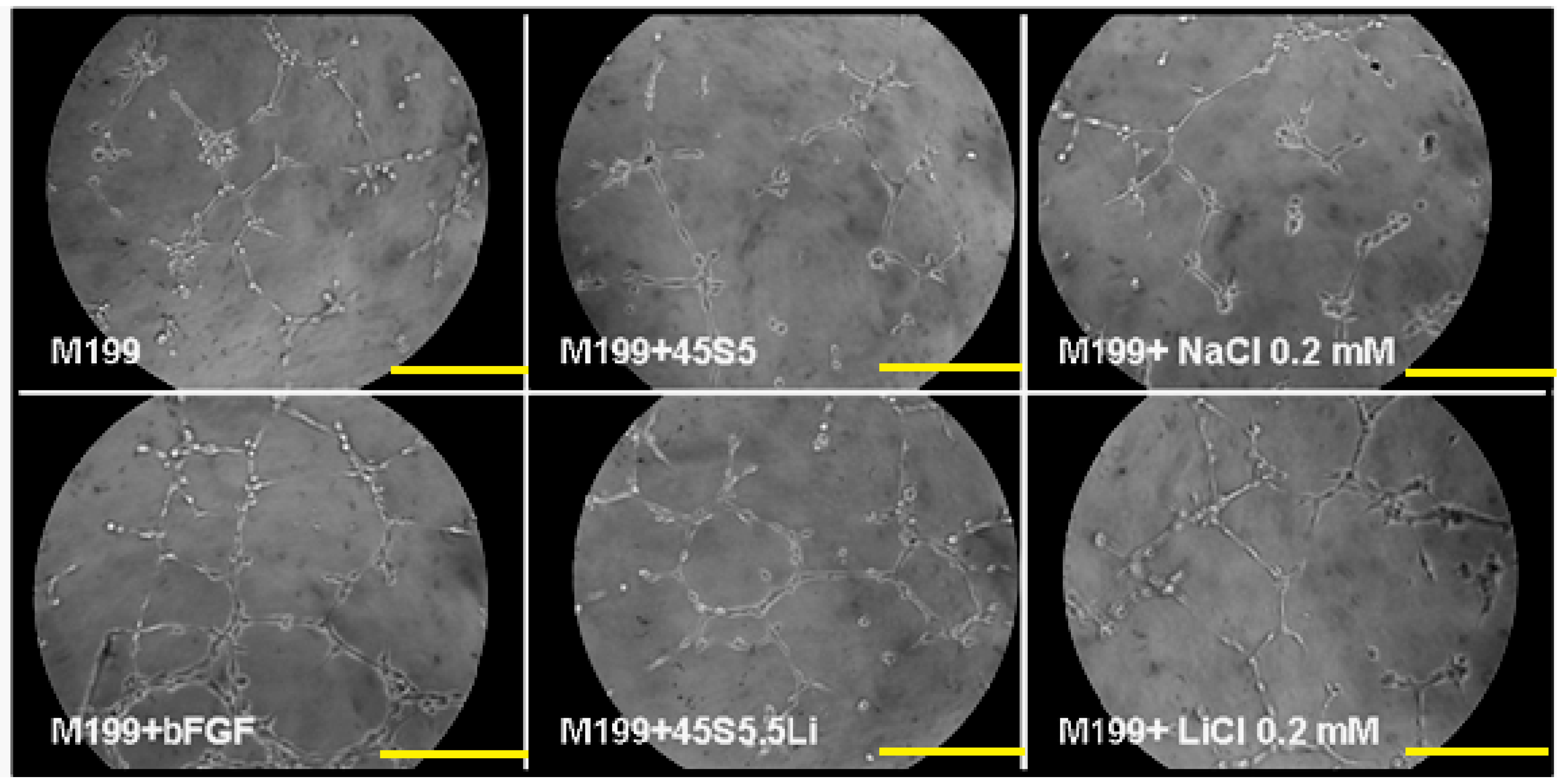 Materials 10 00740 g005
