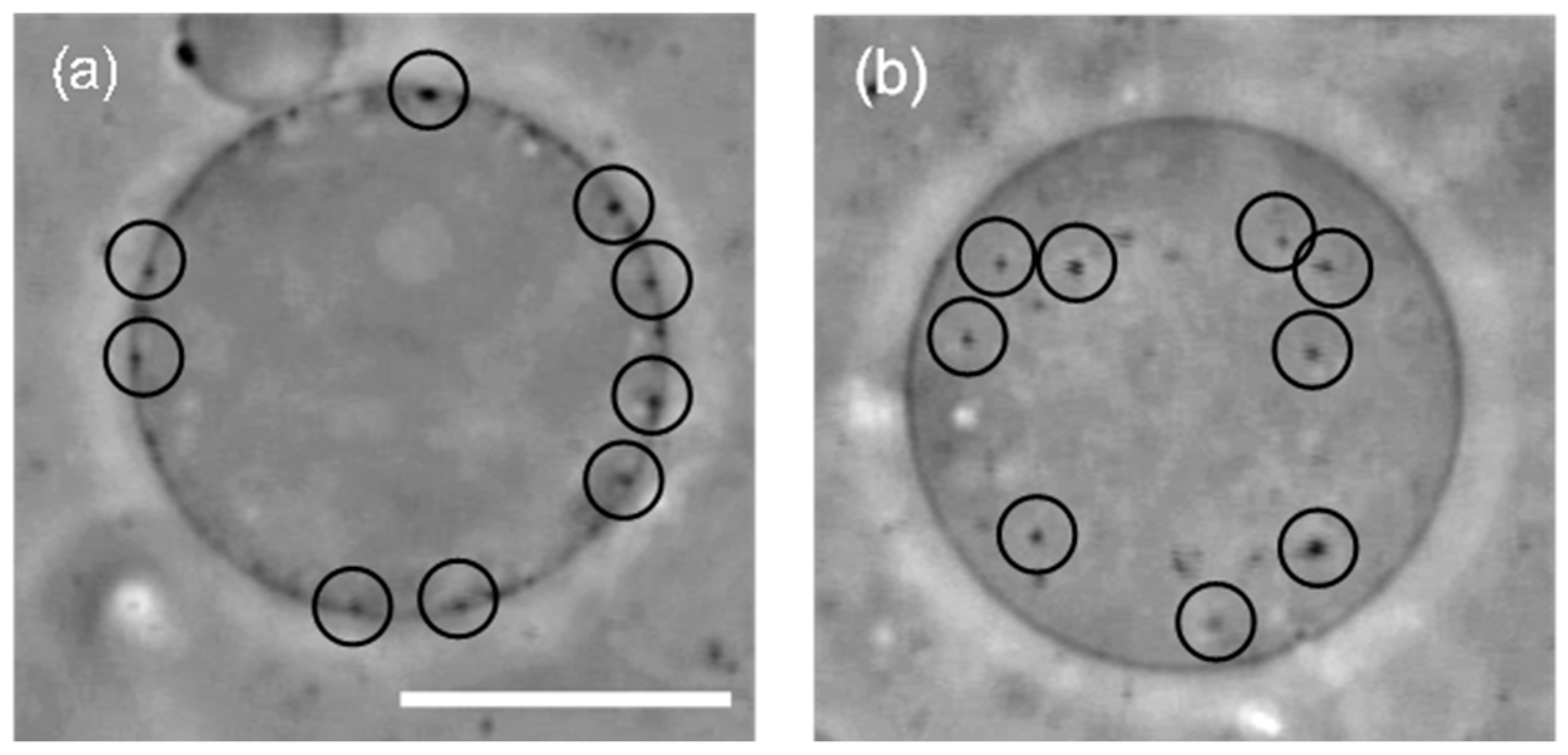 Materials 10 00765 g001