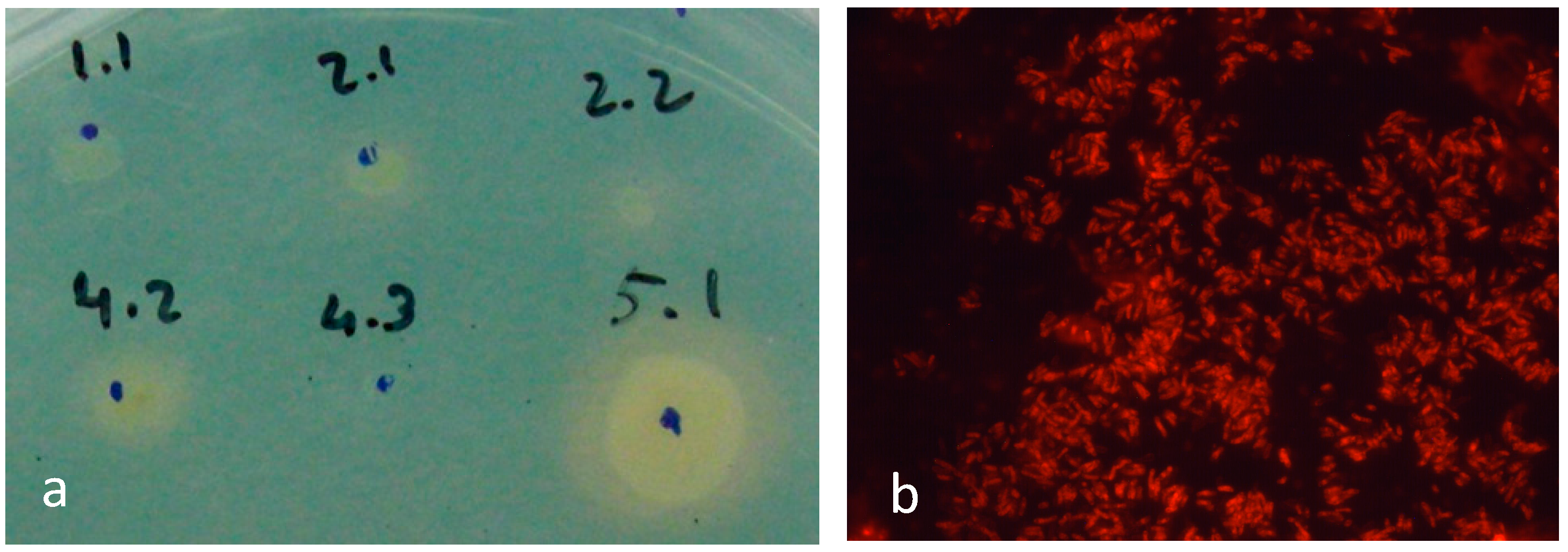 Materials 10 00788 g001
