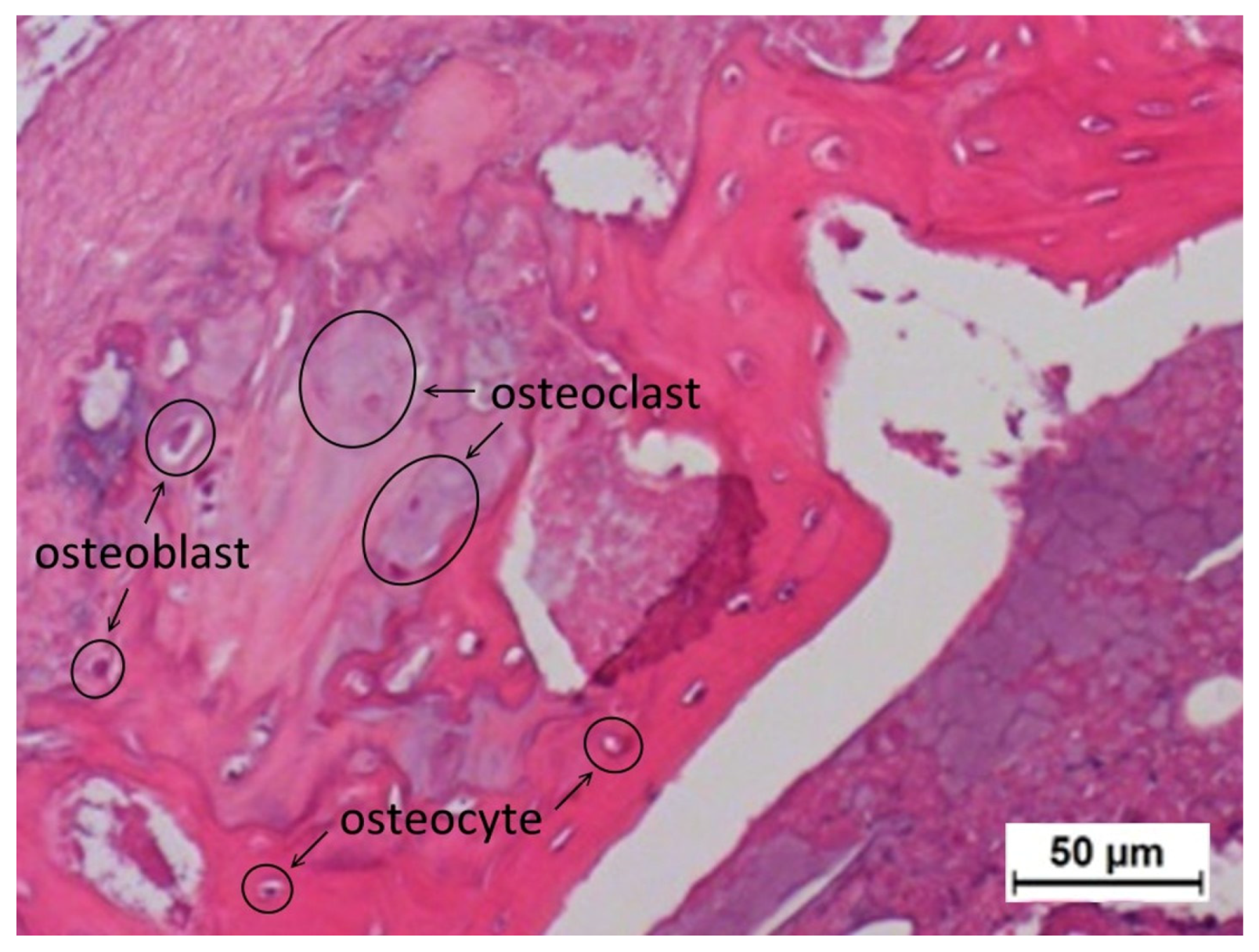 Materials 10 00910 g008 550