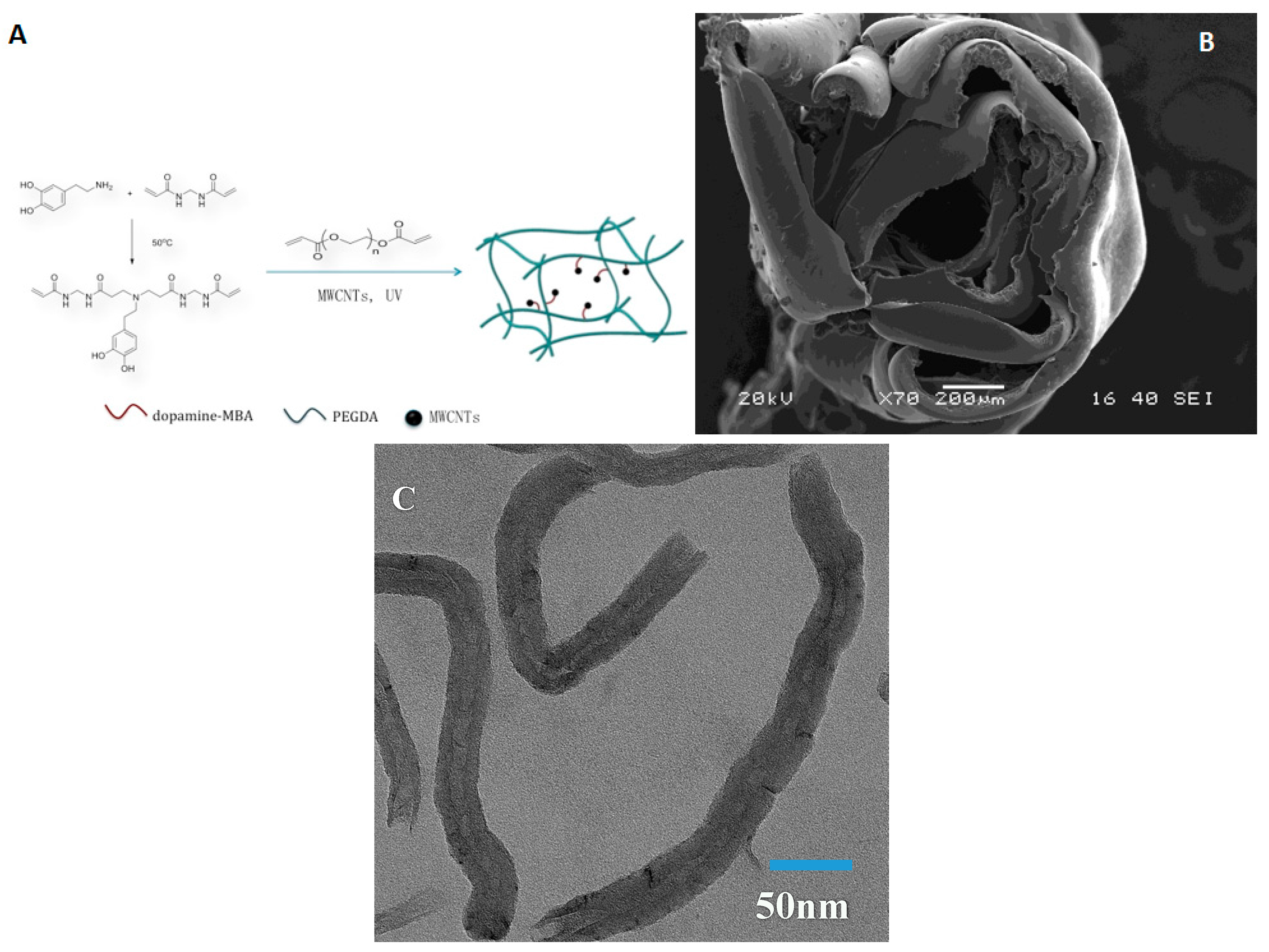 その他 K Mussel-Inspired Dopamine and Carbon Nanotube Leading to a