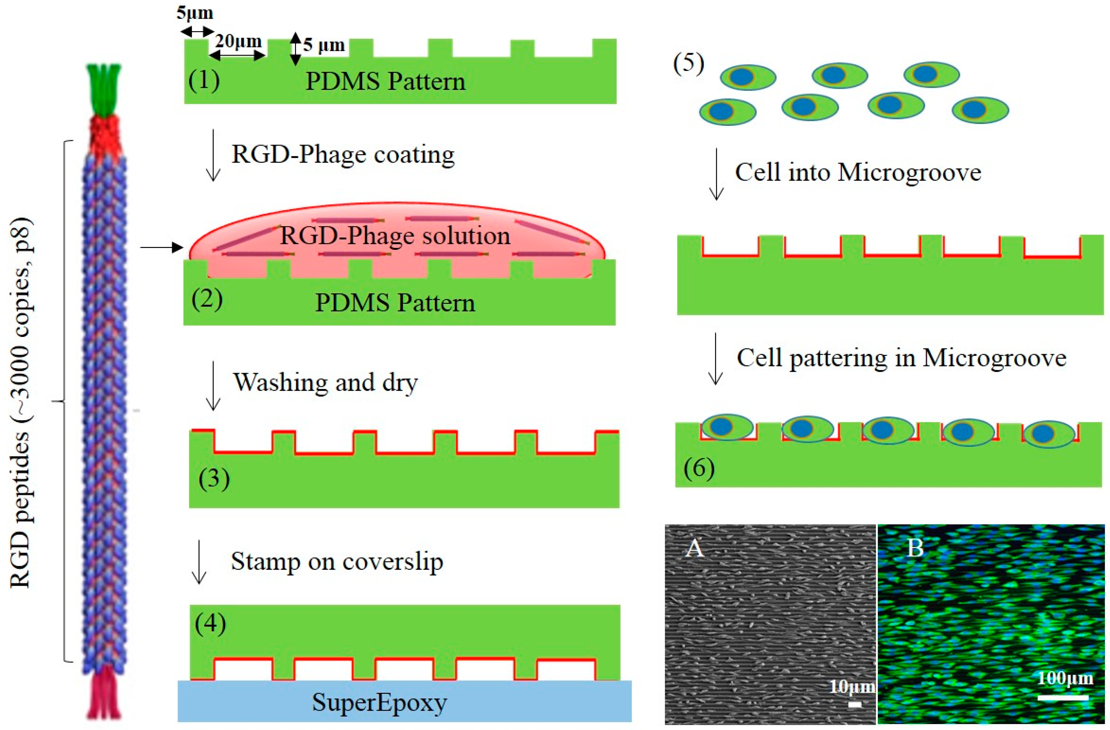 Materials 10 00973 g001