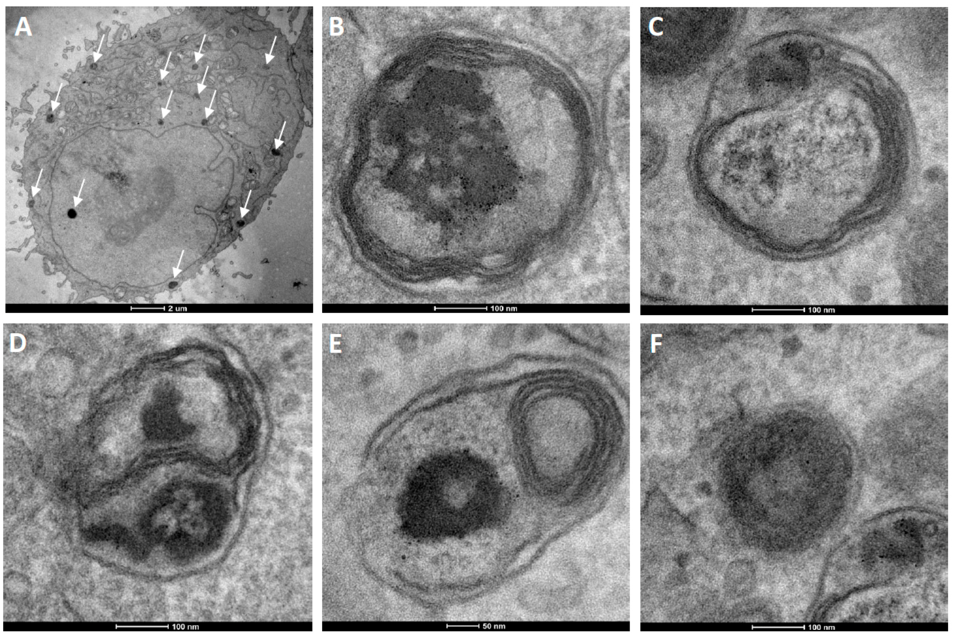 Materials 10 01303 g006 550