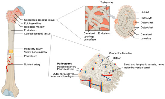 Materials | Free Full-Text | The Components of Bone and What They Can