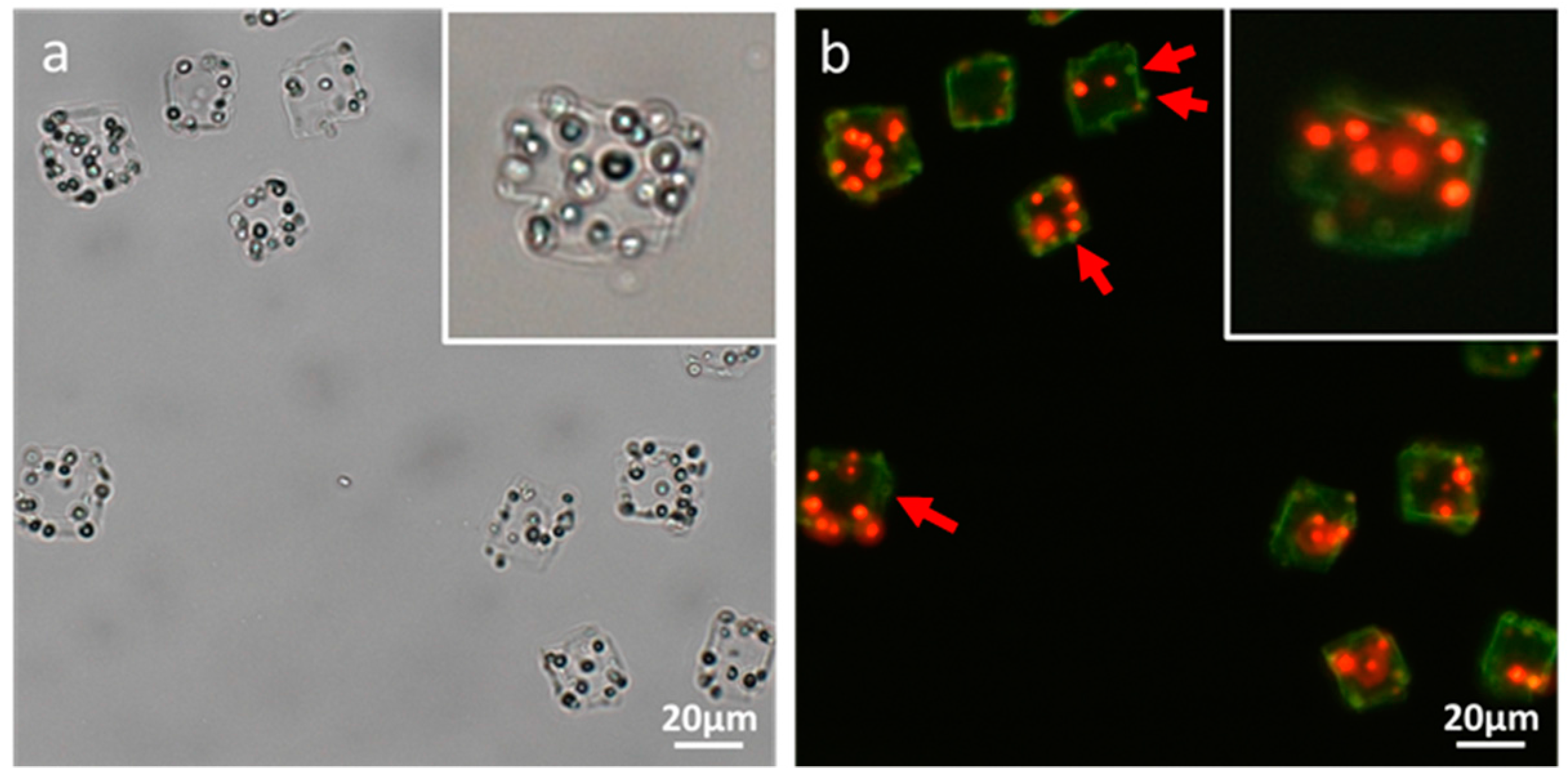 Materials 11 00296 g006 Materials 11 00296 g006