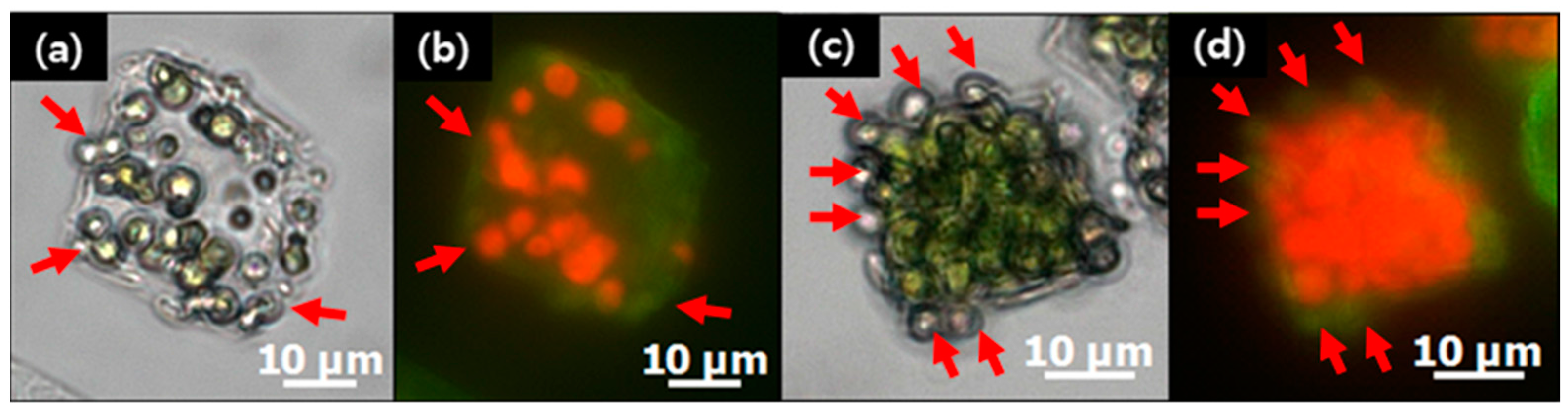 Materials 11 00296 g010 Materials 11 00296 g010