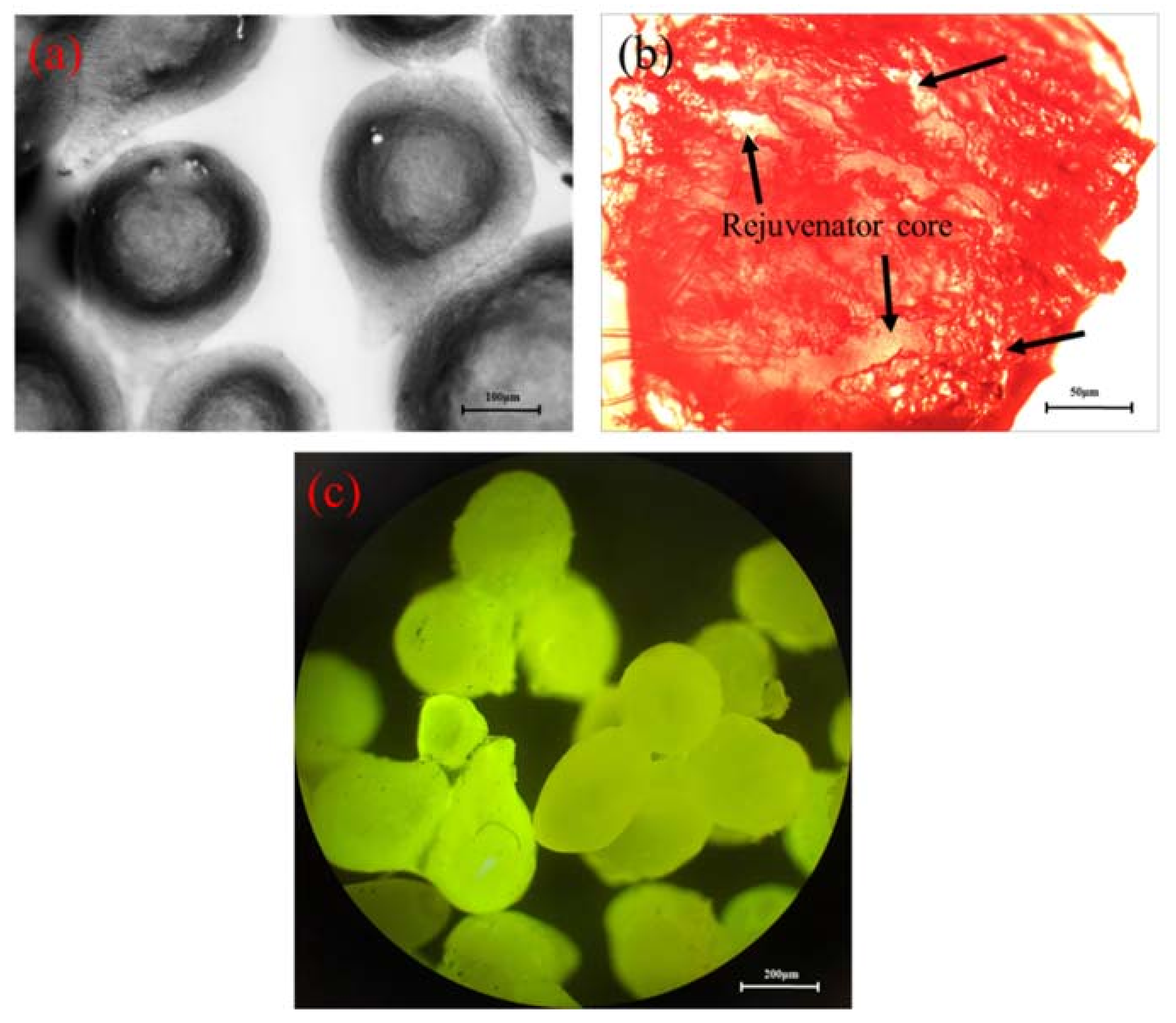 Materials 11 00630 g003