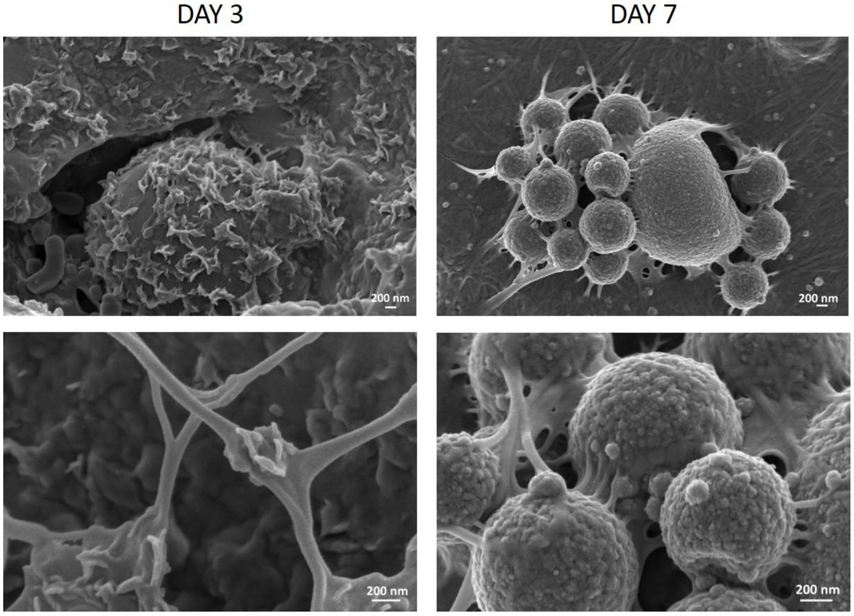 Materials 11 00700 g003