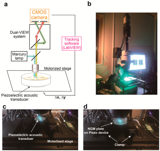 self organization and pattern formation in neuronal systems under conditions of variable gravity life sciences under space conditions nonlinear physical science