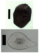 Materials 11 01287 i002