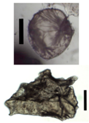 Materials 11 01287 i004