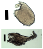 Materials 11 01287 i005