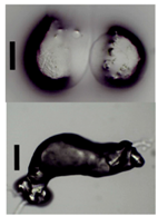 Materials 11 01287 i023