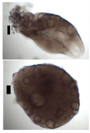 Materials 11 01287 i033